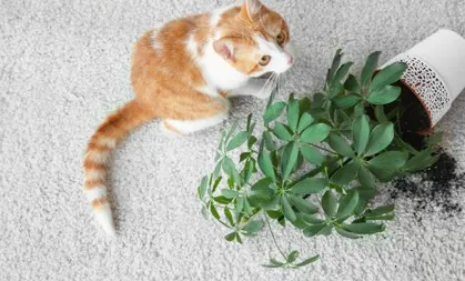 Carpet Dry Stain | Ronnie's Carpets & Flooring